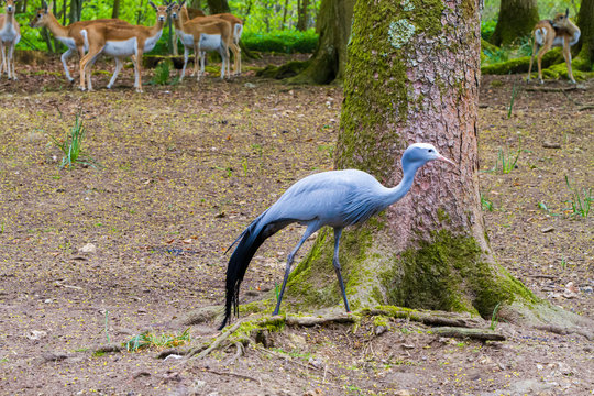 The blue crane (Grus paradisea), also known as the Stanley crane and the paradise crane and deers in the background