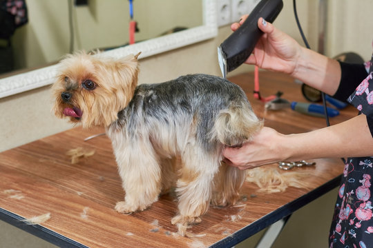 York terrier getting haircut, salon. Female hands, dog grooming clipper.
