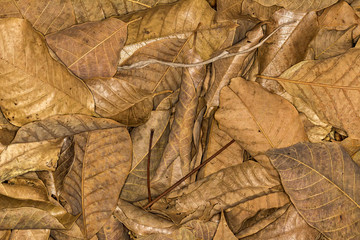 dry leaves texture