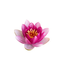 Fototapeta na wymiar pink Lotus isolated on white background