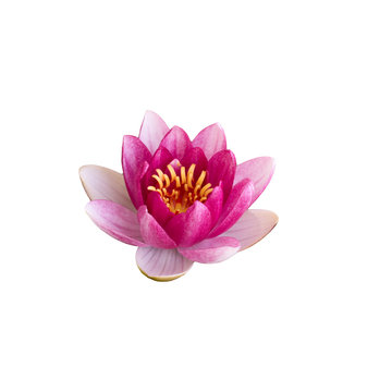 pink Lotus isolated on white background
