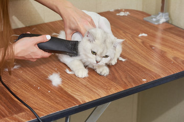 British shorthair white grooming. Cat getting haircut, hair clipper.