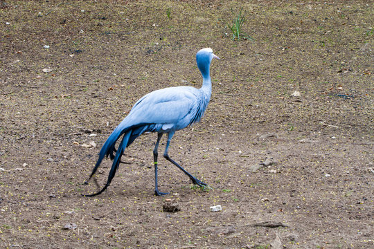The blue crane (Grus paradisea), also known as the Stanley crane and the paradise crane