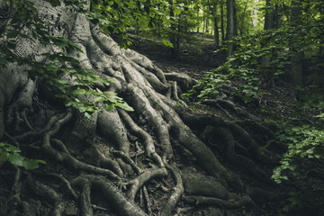 Alte Buche mit starken Wurzeln im Wald