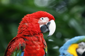  Green-winged Macaw or Red and Green Macaw is one of beautiful Parrot species that suffered from local extinction through habitat destruction and capture for the parrot trade because of striking color