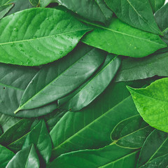 Creative pattern made of green leaves. Flat lay. Top view