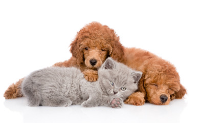 Poodle puppies and tiny kitten lying together. isolated on white background