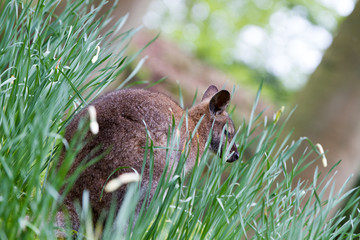 Kangaroo portrait in the wild © anca enache