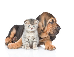 Obraz premium Bloodhound puppy embracing kitten. isolated on white background