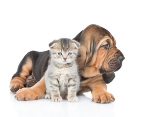 Bloodhound puppy embracing kitten. isolated on white background