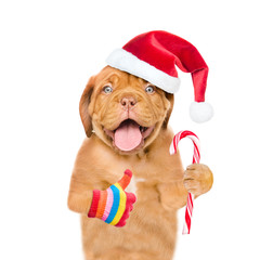 Puppy in red santa hat with Christmas candy cane showing thumbs up. isolated on white background