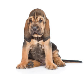 Bloodhound puppy sitting in front view. isolated on white background - obrazy, fototapety, plakaty