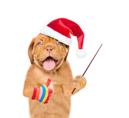 Happy puppy in red christmas hat holding a pointing stick and showing thumbs up. isolated on white background