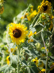 italian sunflowers in summer