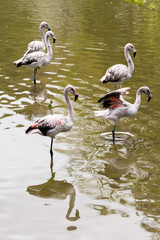 white flamingos at Iguazu Waterfalls