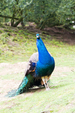 The Indian peafowl or blue peafowl (Pavo cristatus)