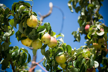 pear tree branches