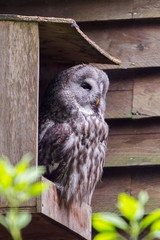 White, grey and brown owl in a small barn