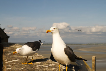 Gulls or seagulls are seabirds of the family Laridae in the suborder Lari at Le Mont-Saint-Michel