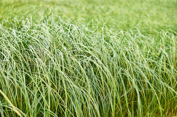 Green grass field background. Texture of the plant