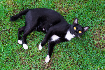Cute black cat lying on green grass lawn,top view