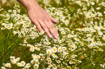 Girl hand stroking the field with daisies. Unity with nature. Chamomile for natural tea