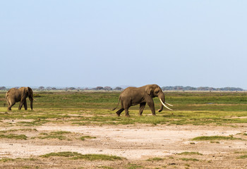 Dry savanna of Kenya. Lonely elephant. Africa