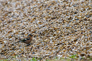 Small blue, brown and black bird camouflaged on pebble stones background