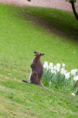 Kangaroo portrait in the wild