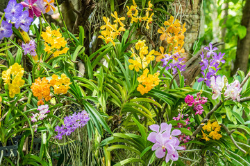 Various kinds of orchid flowers