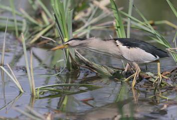 Male little bittern hunting.