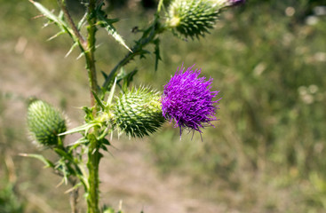 Flowering prickly bush in the field, close up