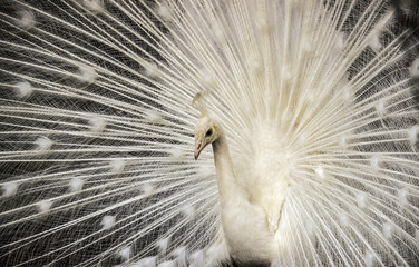 White Indian Peacock (Pavo cristatus mut. Alba), portrait of young male adult