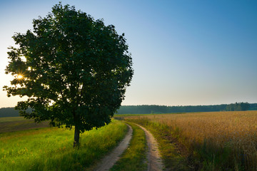 Sun rises over field of wheat. Masuria, Poland.