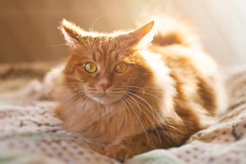 Cute Red Cat relaxing in sun rays at home - cat lying indoor