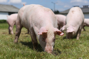 Lovely little pigs grazing on organic farm