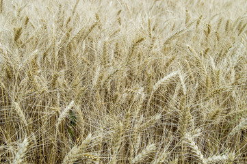 Ripened and dried wheat ears, wheat plant ready to be harvested and harvested,
