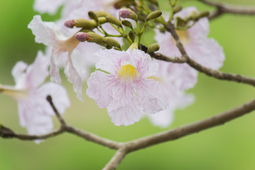 Rosy trumpet tree and flowers.May be called 