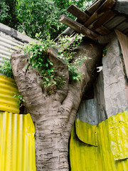 Tree stump on corrugated iron wall