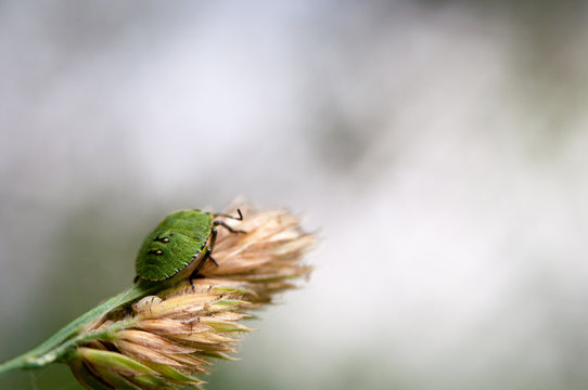 Macro bug chinch on grass