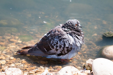 Rock Dove in water