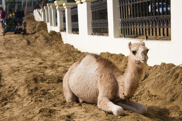 Close up of a baby camel at the Damdama lake area in Gurgaon, Haryana (India)