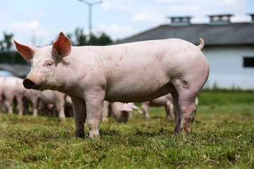 Lovely little pigs on organic farm