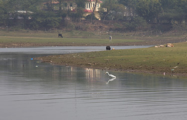 Crane bird on the Damdama lake (January 2017) near Gurgaon, Haryana (India)