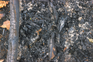 Burned charcoal and ash from fire