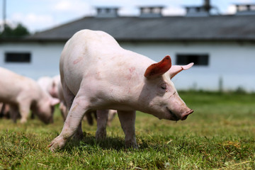 Herd of piglets on animal farm summetime