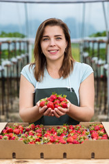 Strawberry growers with harvest,Agricultural engineer working in the greenhouse.Female greenhouse worker with box of strawberries,woman picking berrying on farm,strawberry crop concept