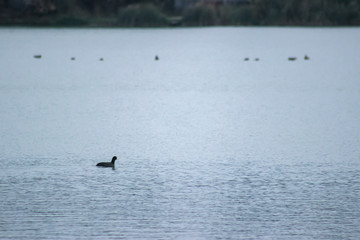 Monster Nessi in Loch Ness waters