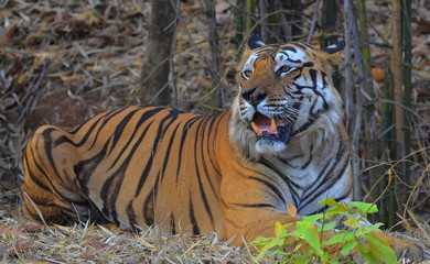 Royal Bengal Tiger