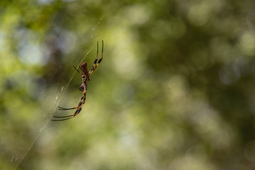 Banana Spider profile